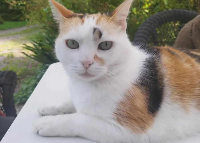 Chez Emma * Leaupartie